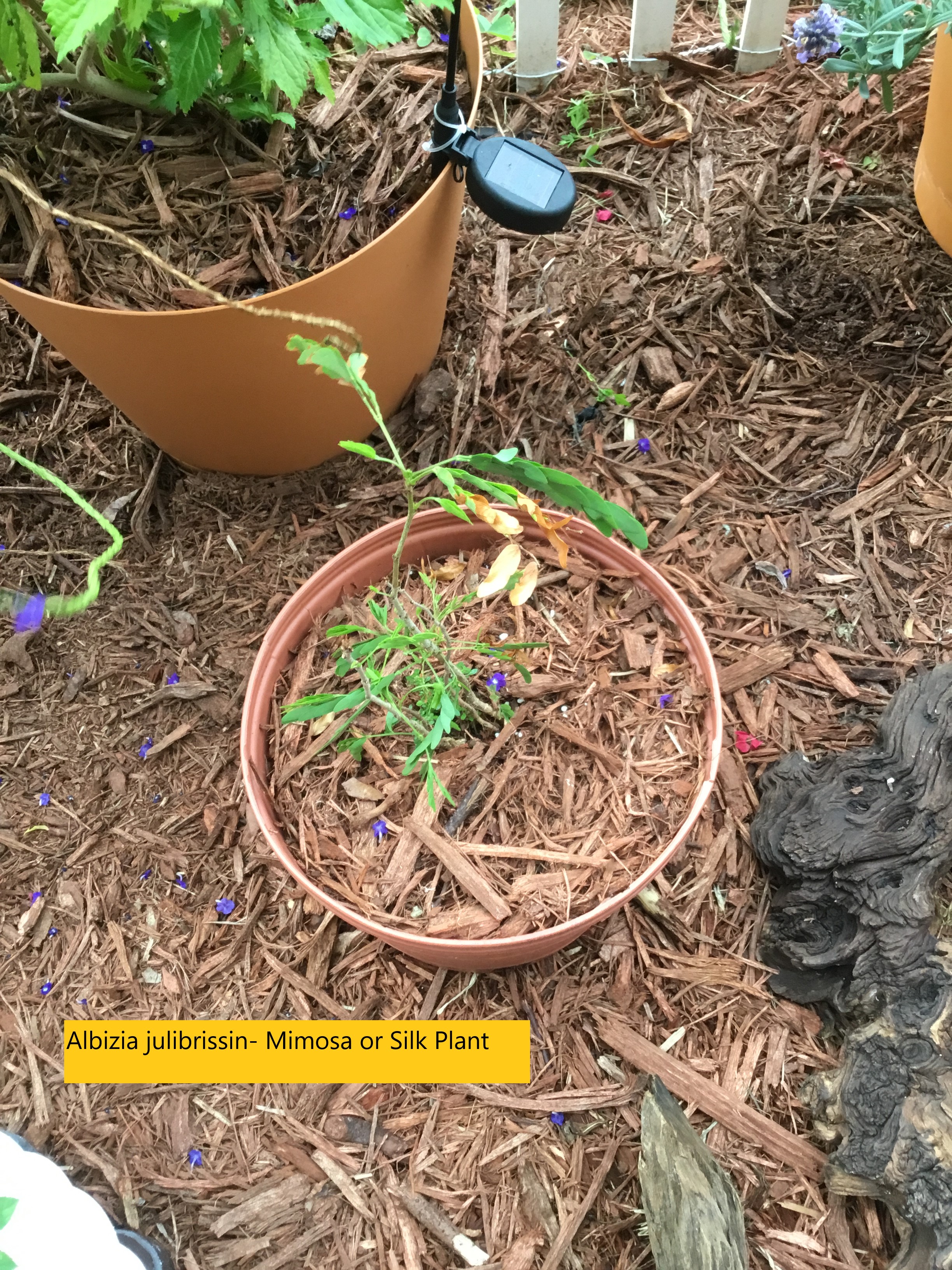 Albizia julibrissin- Mimosa or Silk Plant.jpg